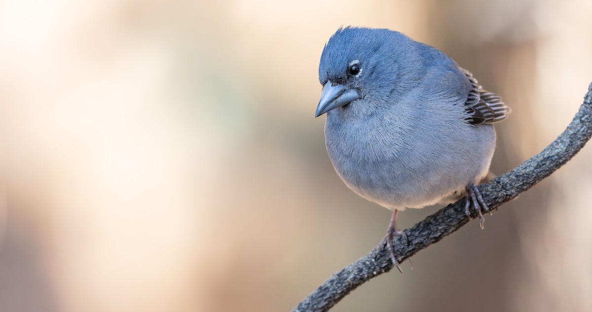 Tenerife Blue Chaffinch - ML616857497