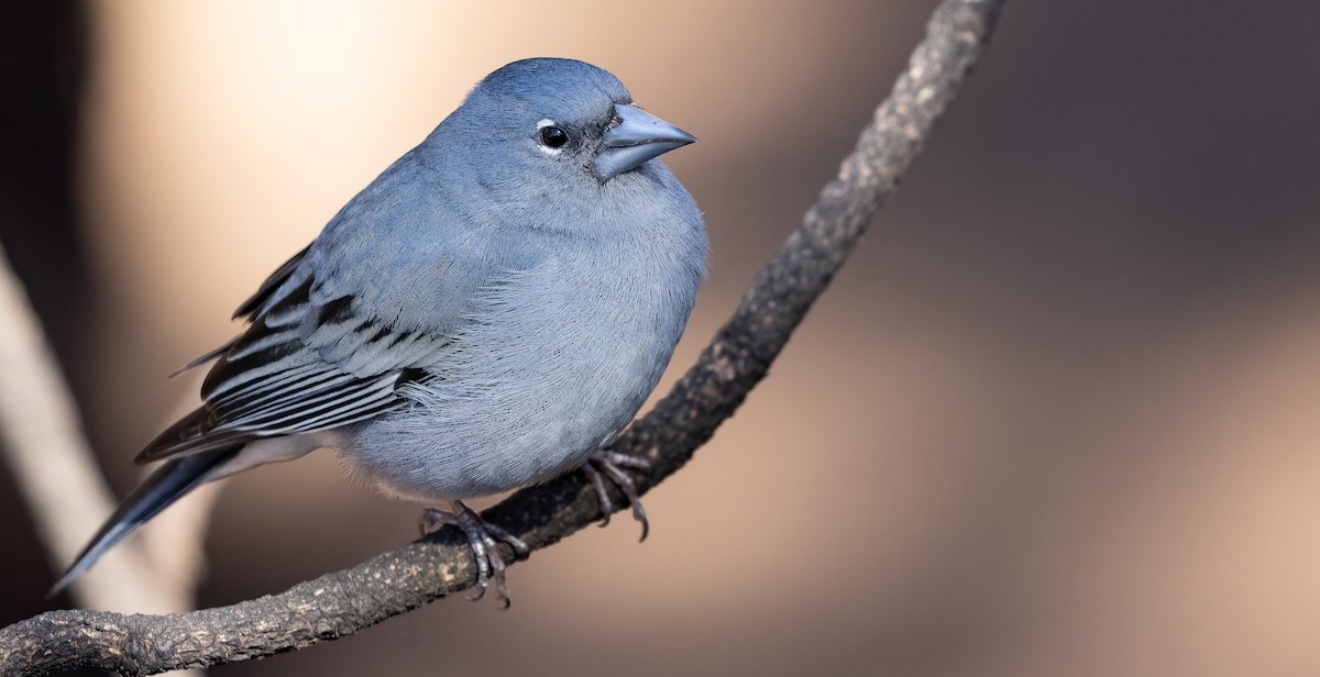 Tenerife Blue Chaffinch - ML616857501