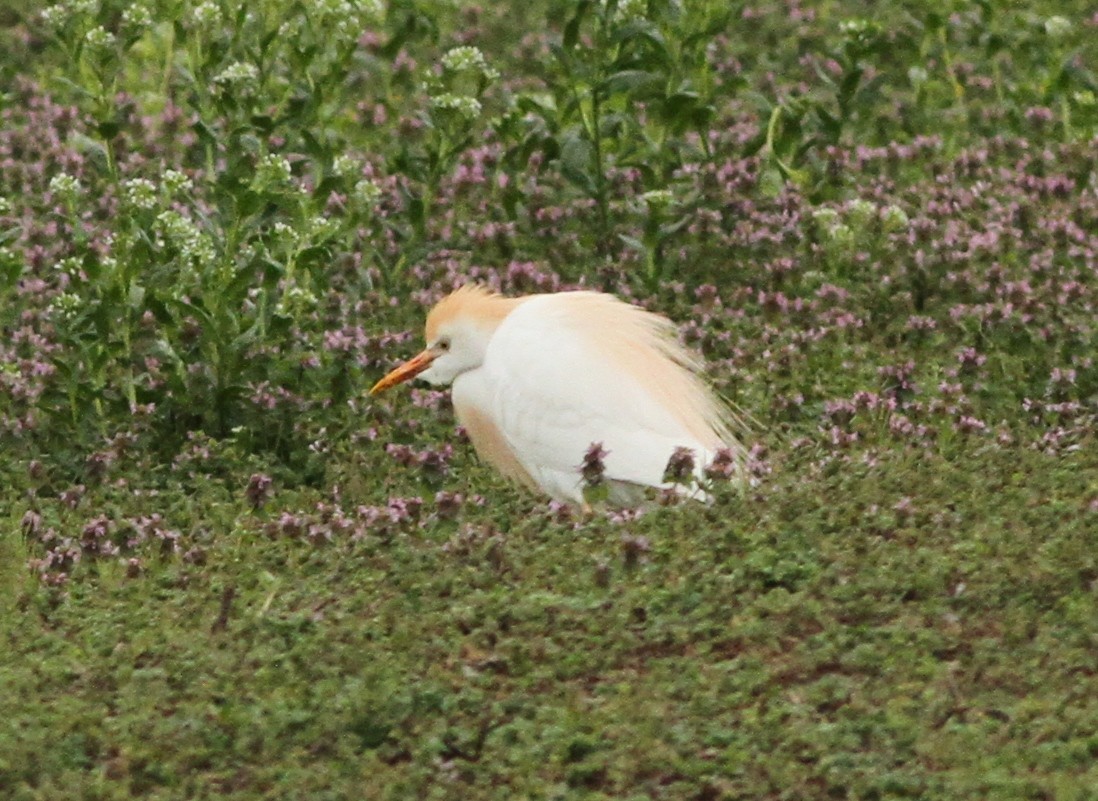 Western Cattle Egret - Brainard Palmer-Ball