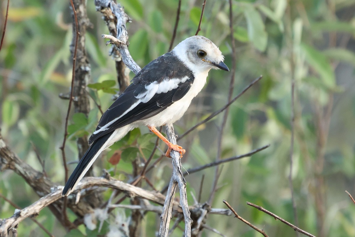 White Helmetshrike - ML616857522