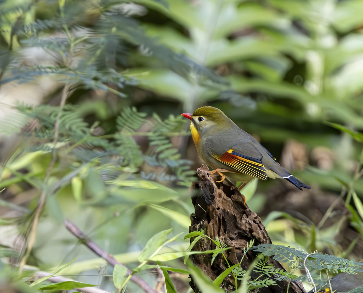 Red-billed Leiothrix - barbara taylor