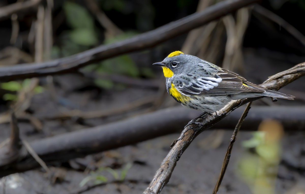 Yellow-rumped Warbler - Braxton Landsman