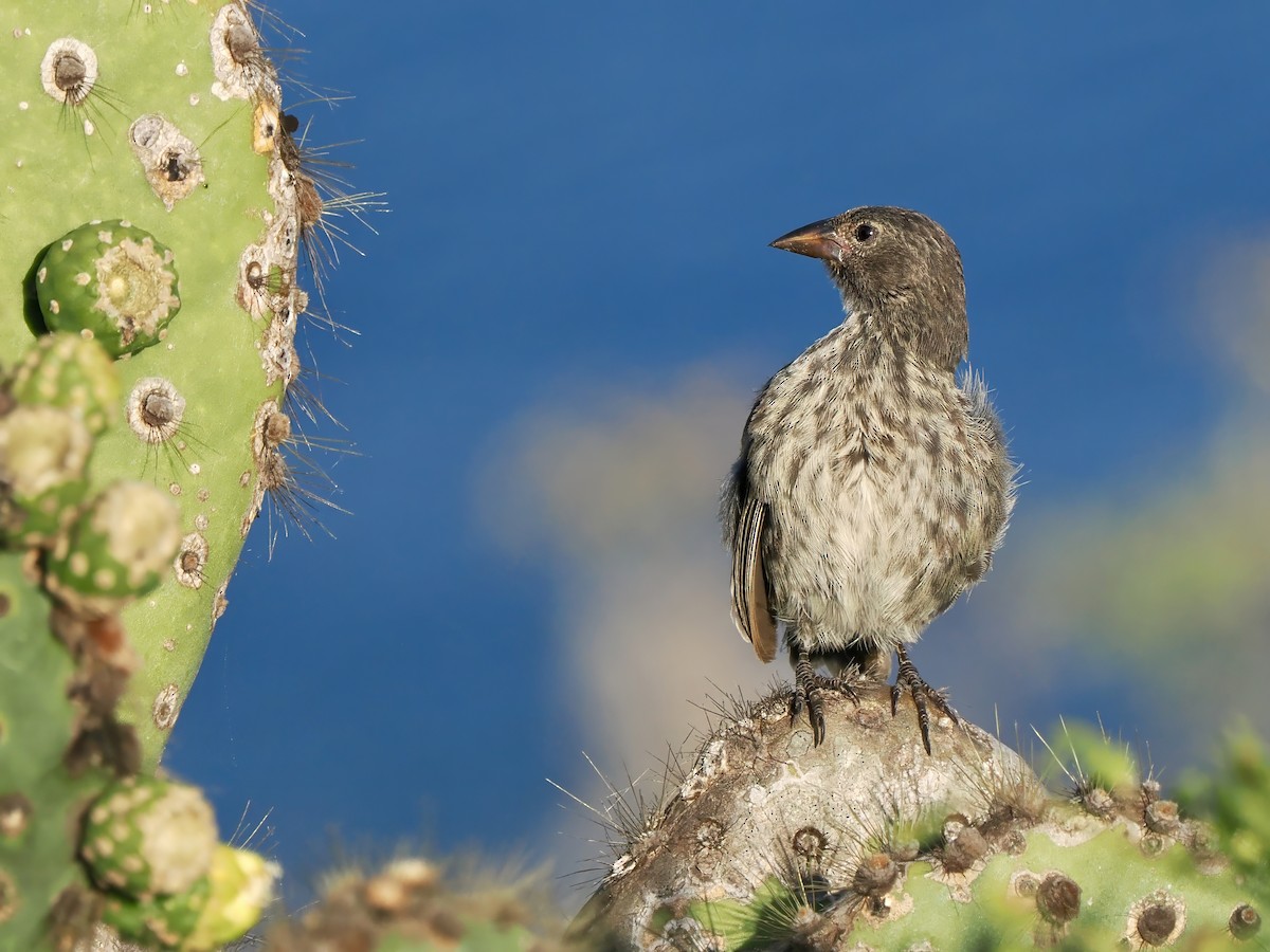 Common Cactus-Finch - Gabriel Willow