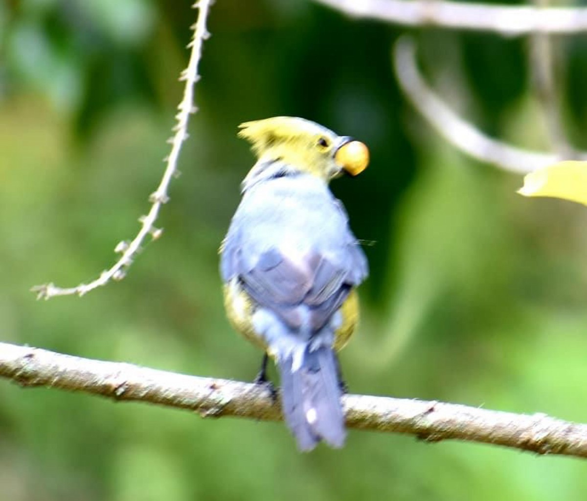 Black-and-yellow Silky-flycatcher - Mel Whitcomb