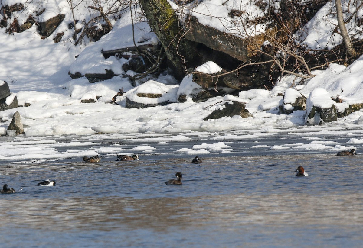 American Wigeon - ML616857586