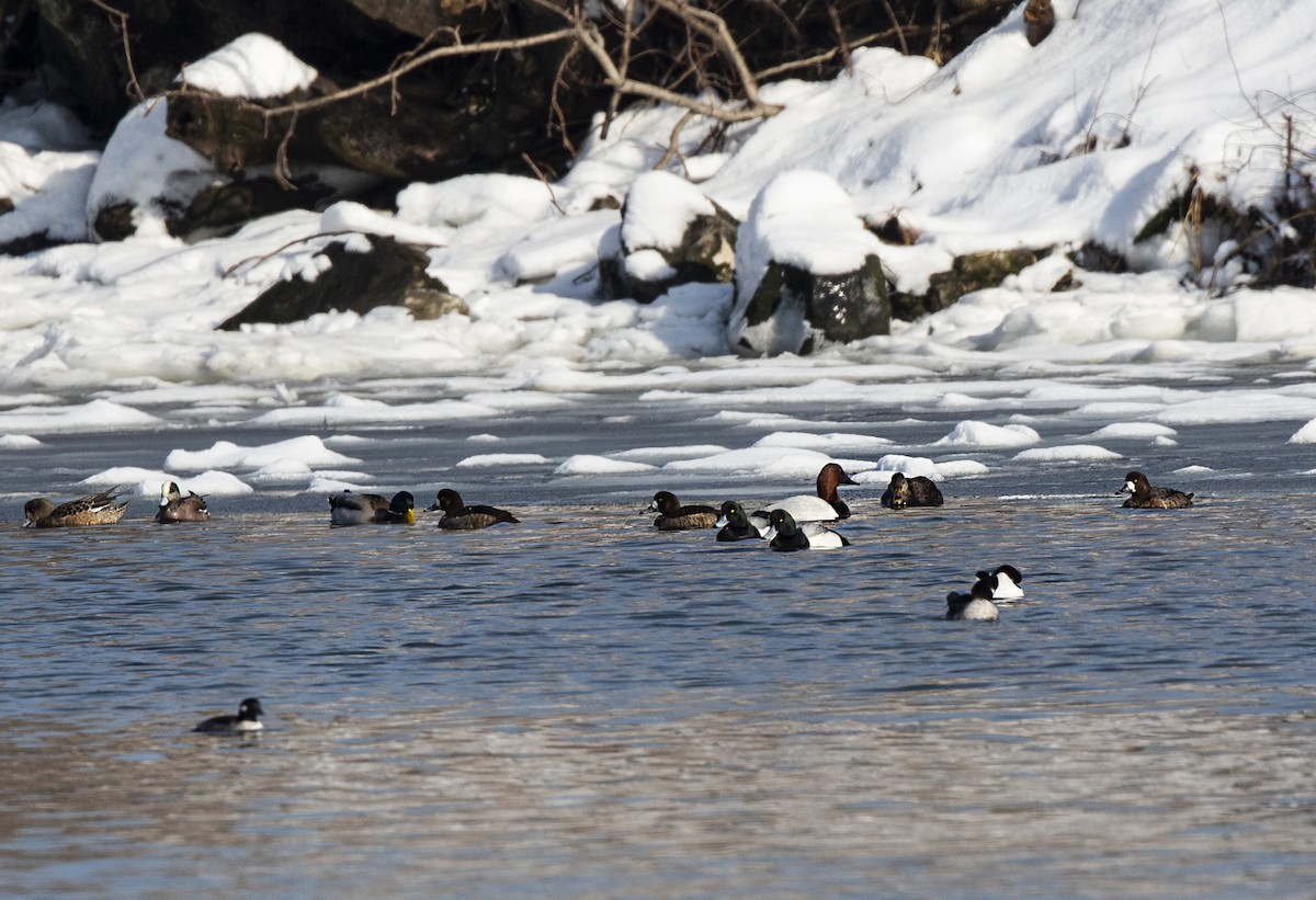 Canvasback - Anonymous