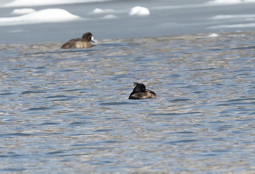 Tufted Duck - ML616857609