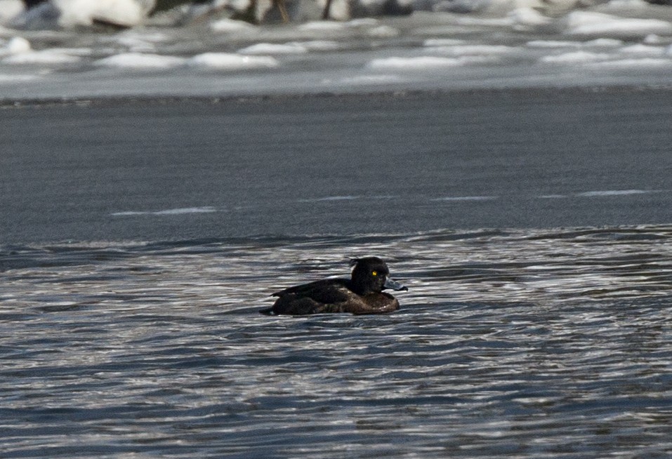 Tufted Duck - ML616857621