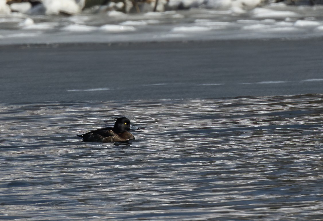 Tufted Duck - ML616857624