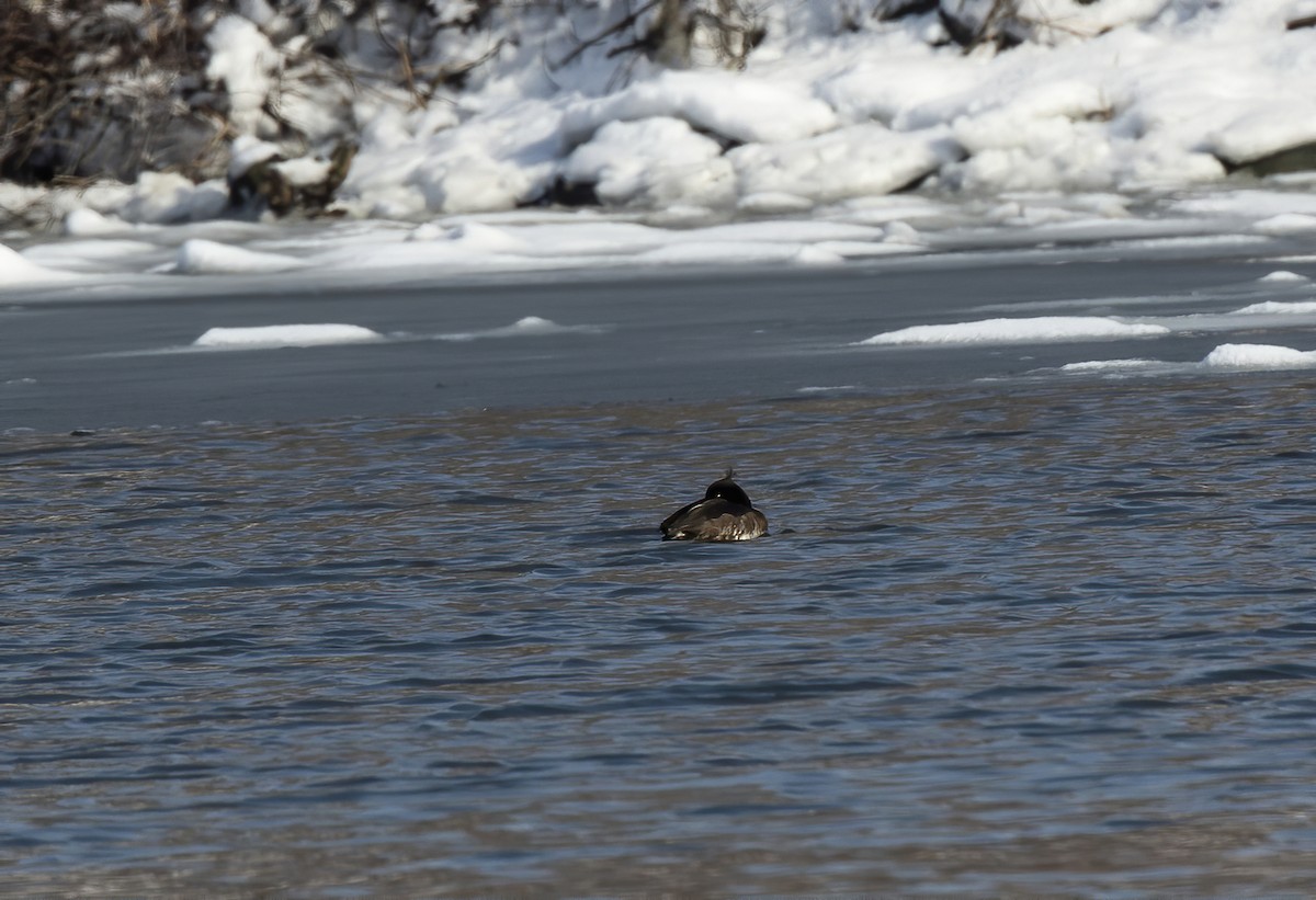 Tufted Duck - ML616857627