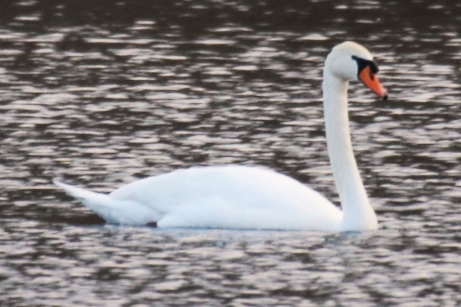 Mute Swan - ML616857657