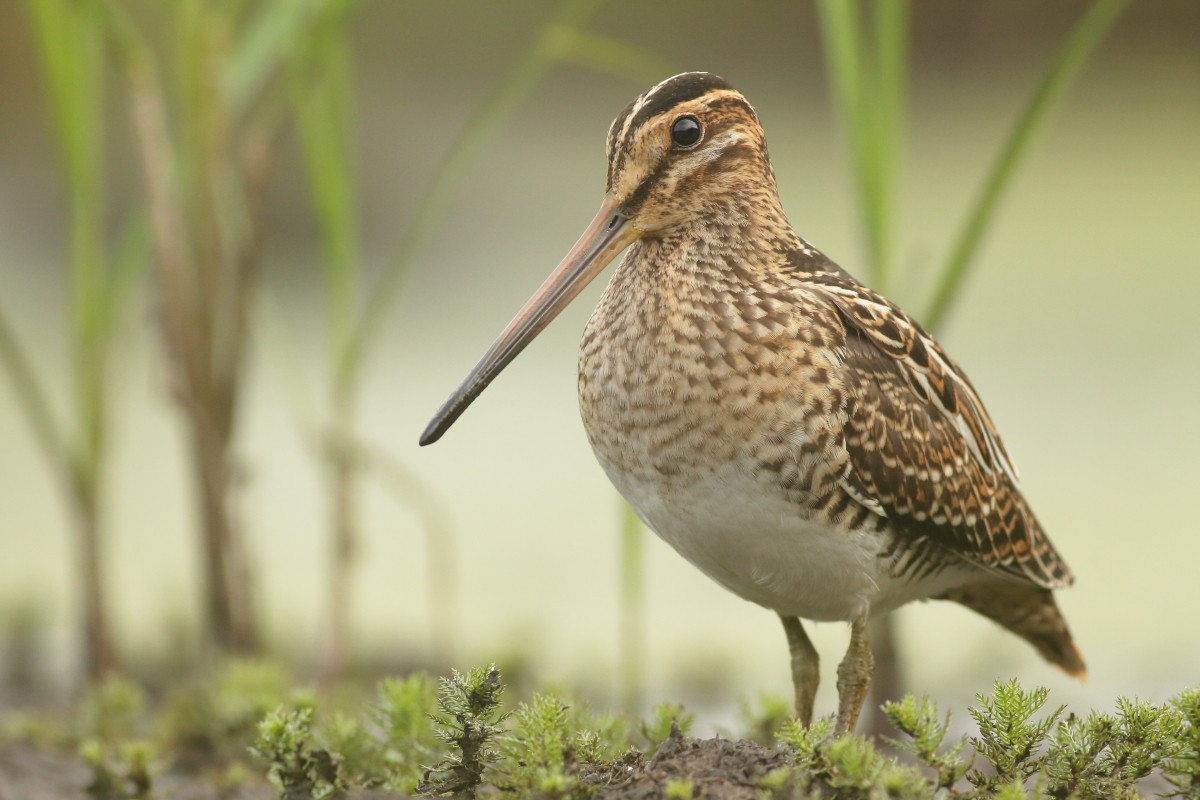 Common Snipe - ML616857675