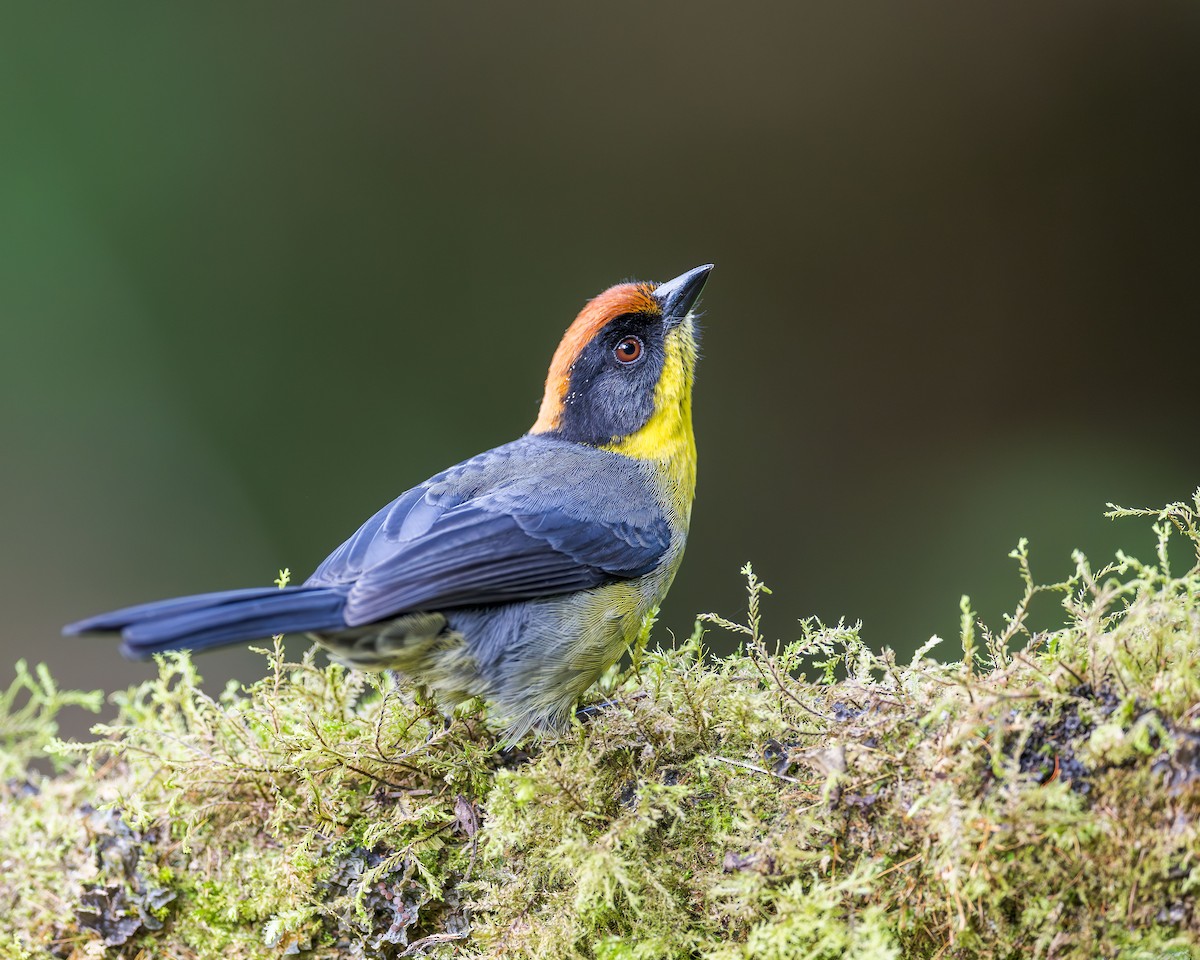 Yellow-breasted Brushfinch (Yellow-breasted) - ML616857725