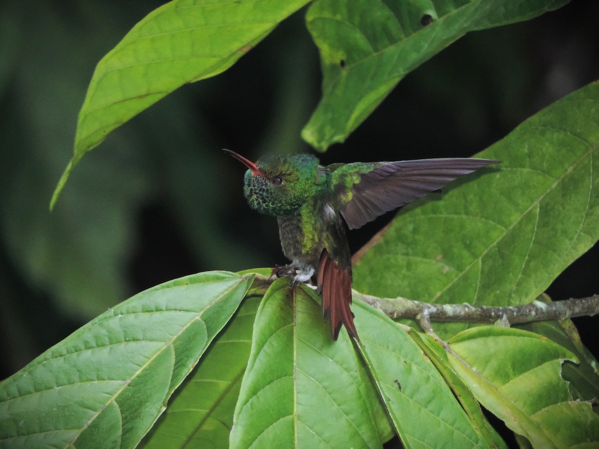 Rufous-tailed Hummingbird - Karen Bradbeer