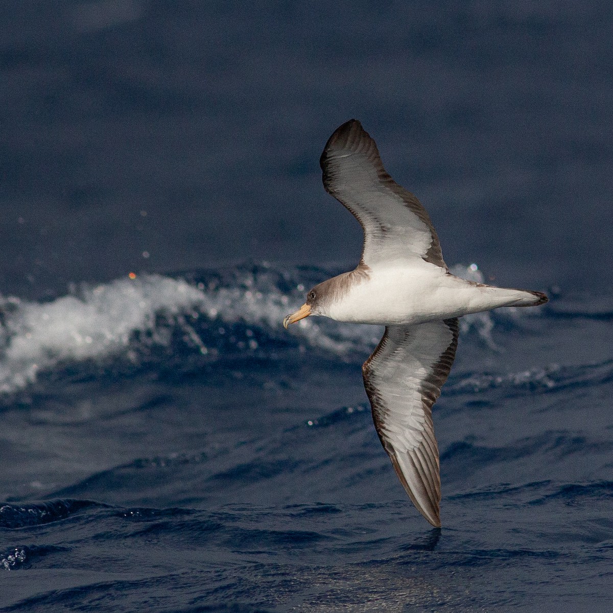 Cory's Shearwater - Werner Suter