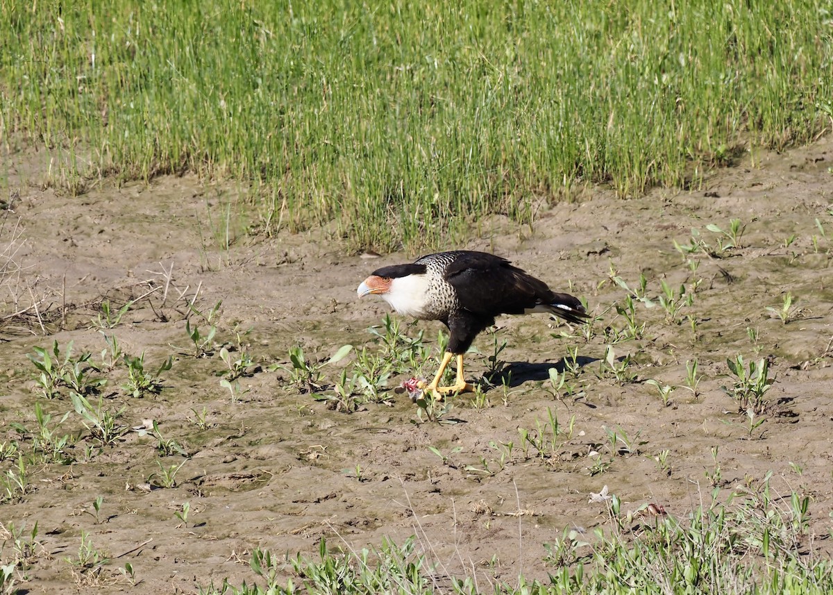 Crested Caracara - ML616857793