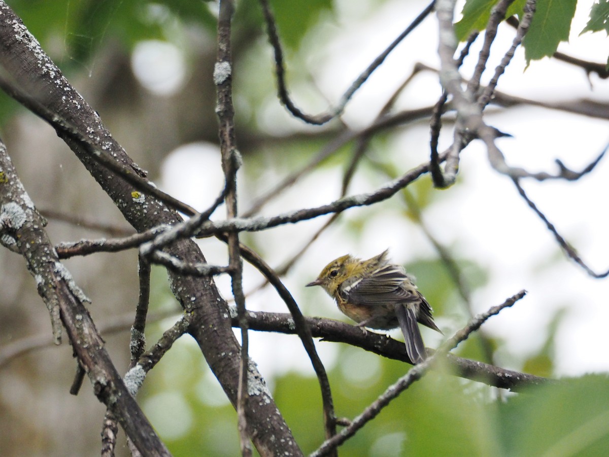 Bay-breasted Warbler - ML616857822