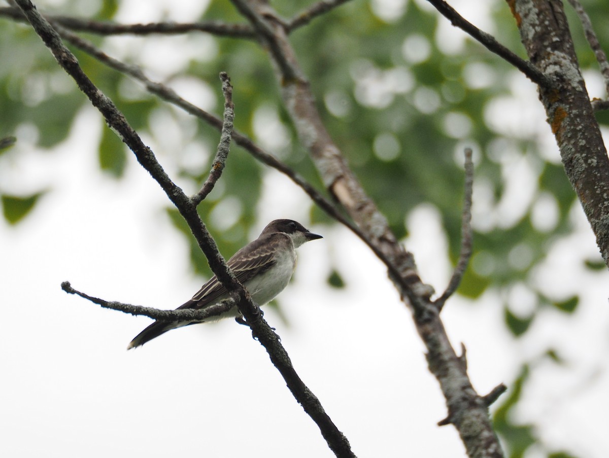 Eastern Kingbird - ML616857828