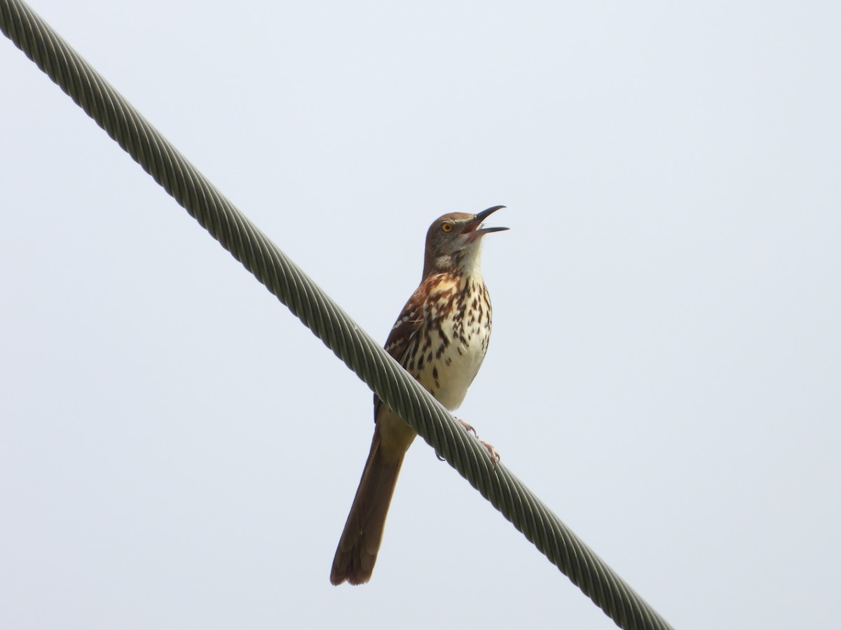 Brown Thrasher - ML616857900