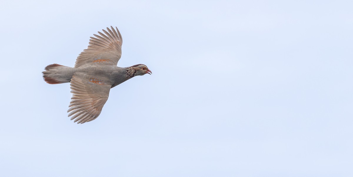 Barbary Partridge - ML616857932