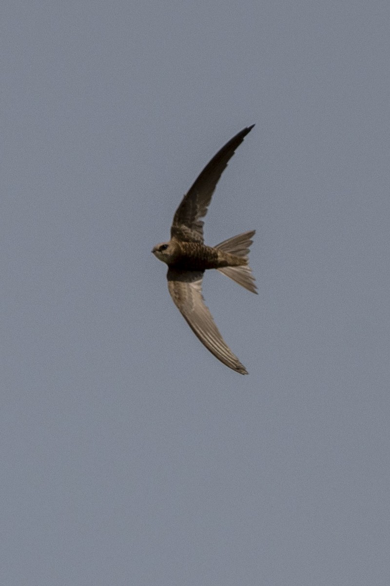 Pallid Swift - ML616857981