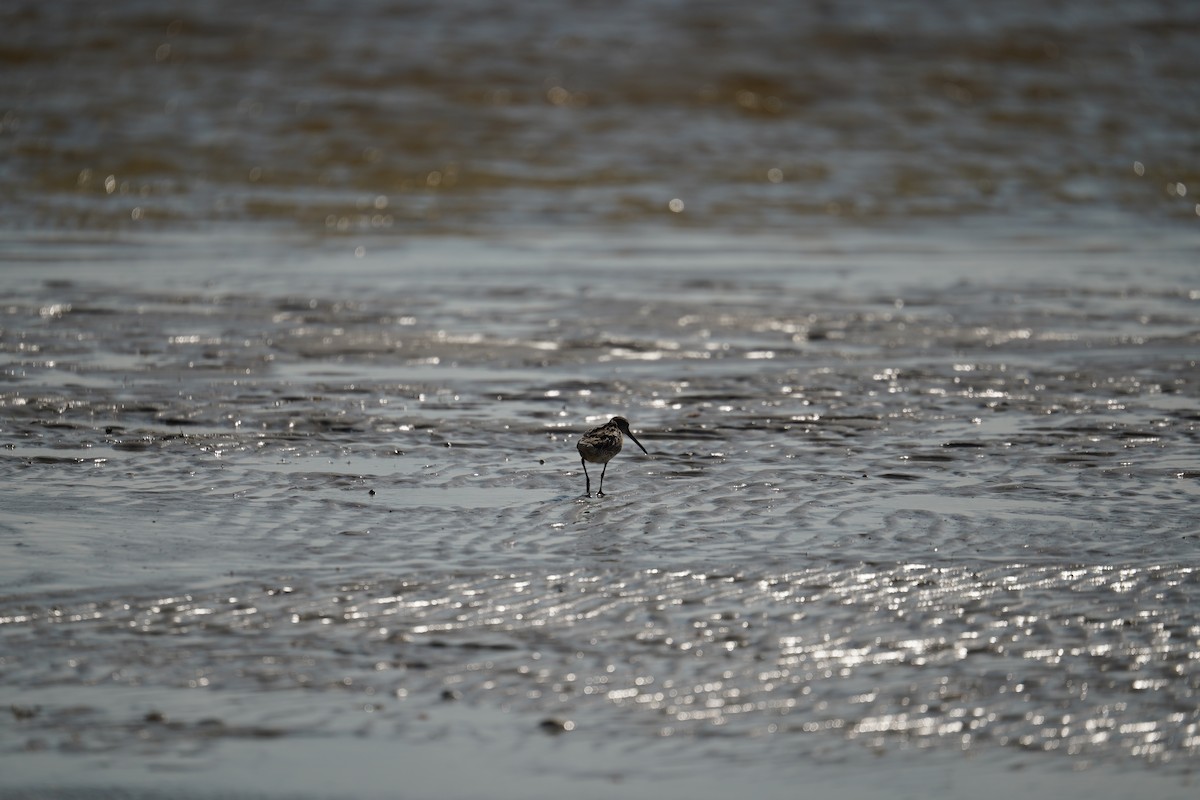 Short-billed Dowitcher - ML616857985