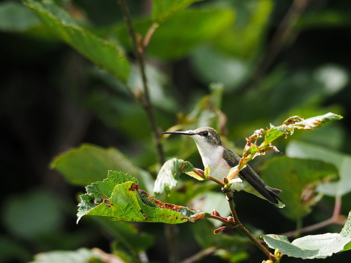 Ruby-throated Hummingbird - ML616858024