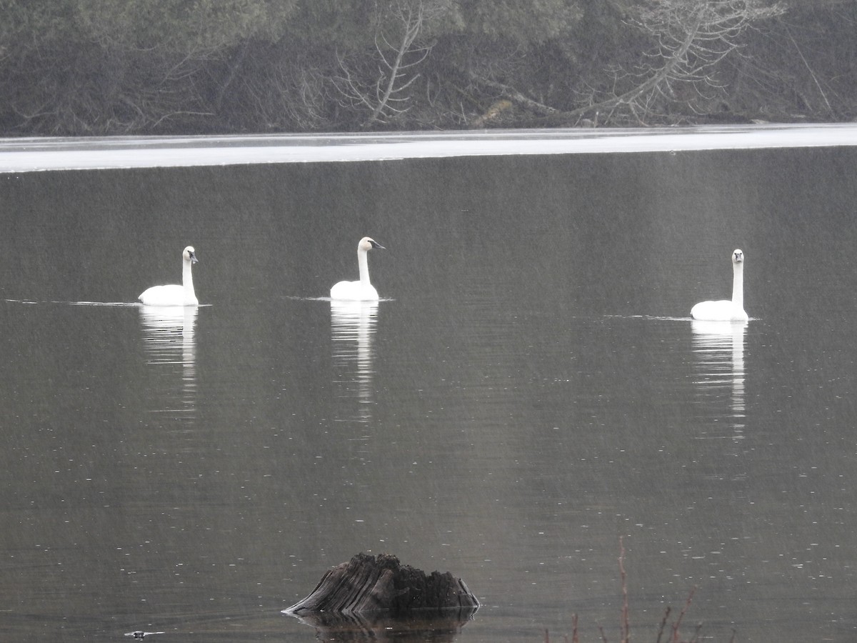 Trumpeter Swan - ML616858103