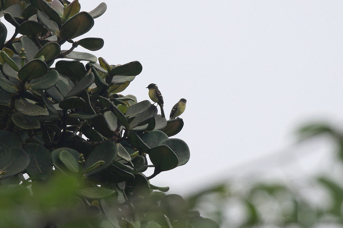 Orange-banded Flycatcher - ML616858106