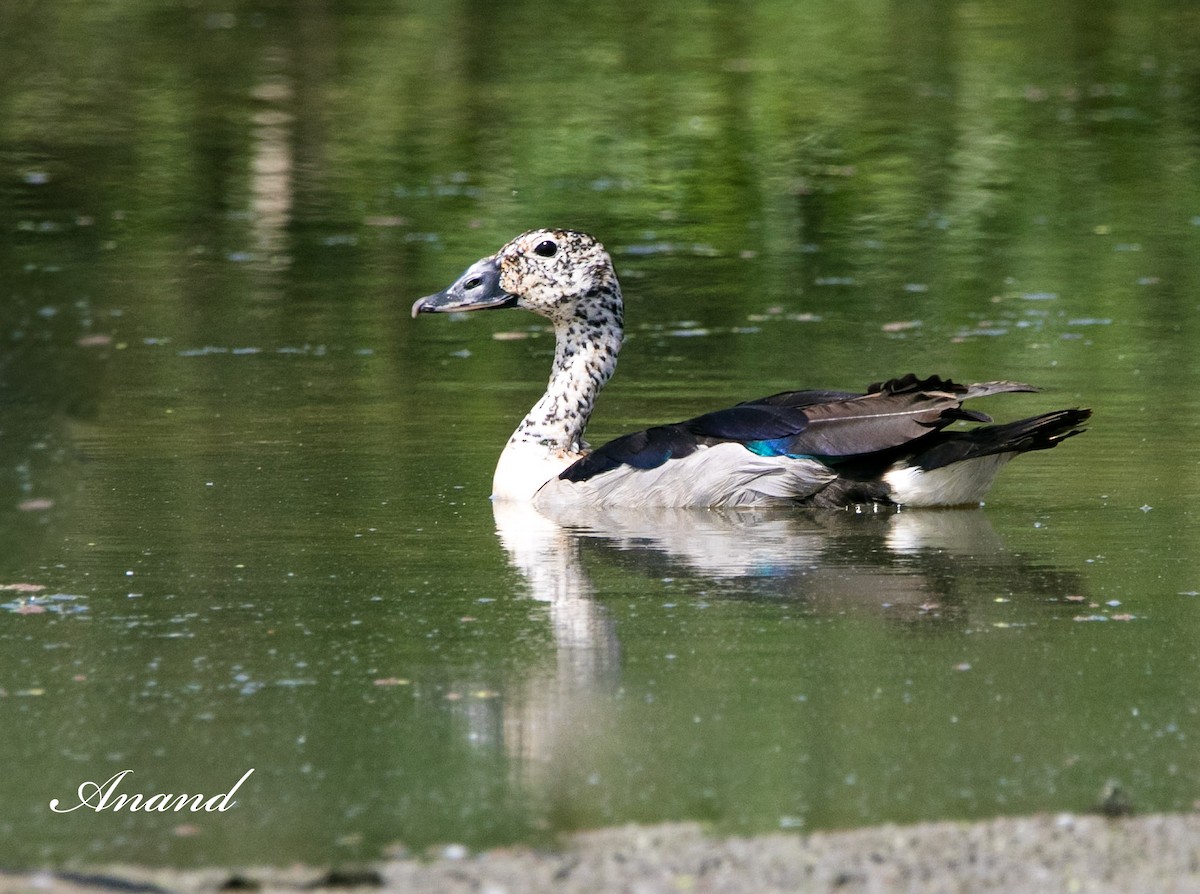 Knob-billed Duck - ML616858110