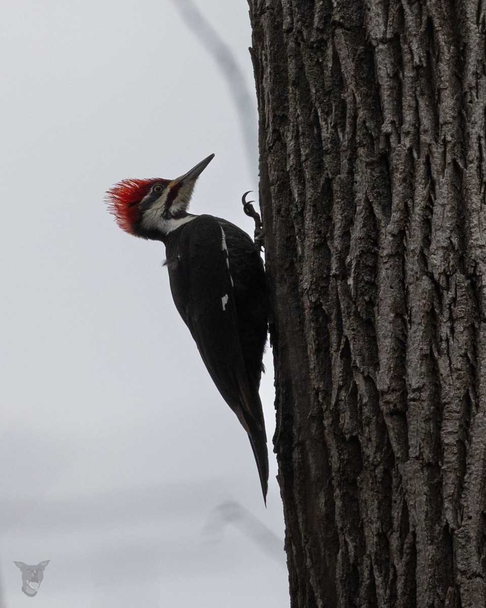 Pileated Woodpecker - ML616858116