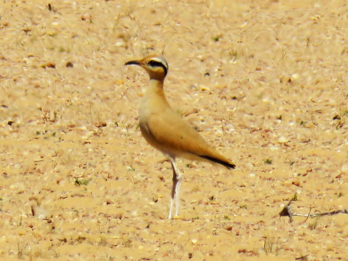 Cream-colored Courser - sean clancy