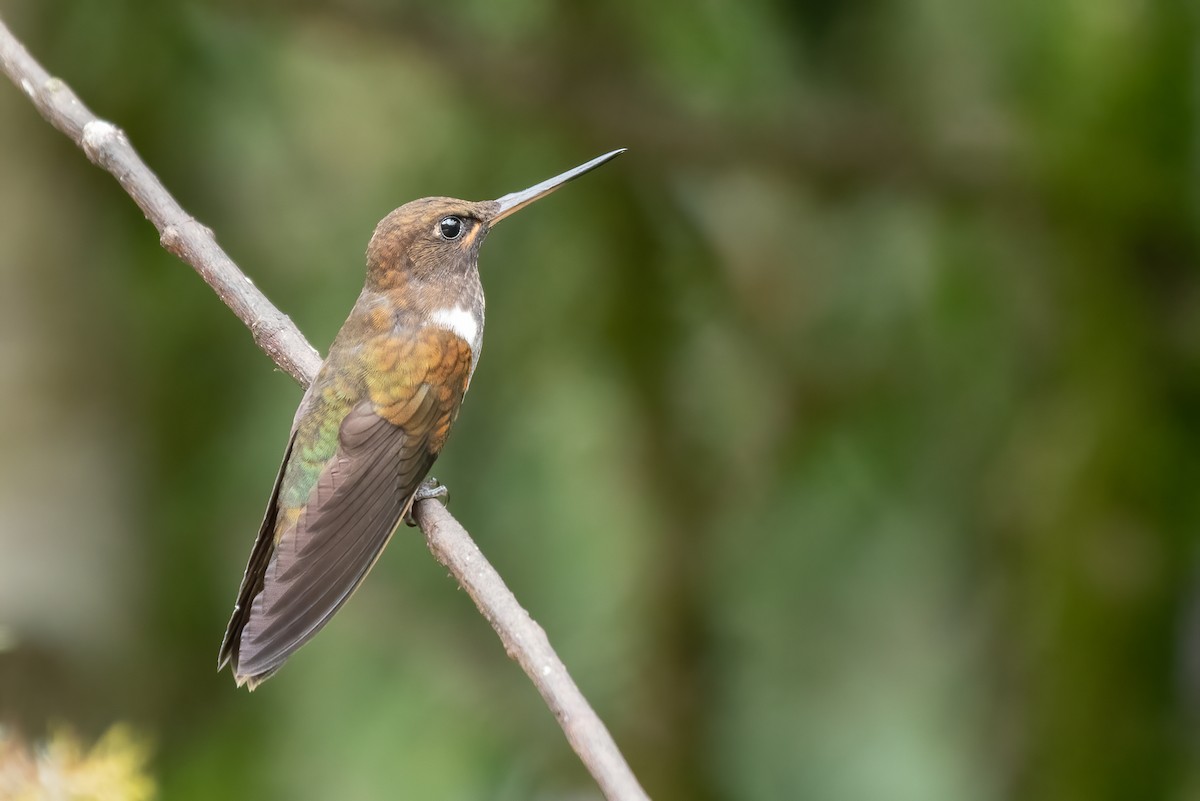 Brown Inca - Eric Ripma