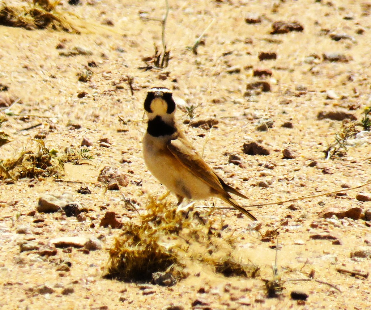 Temminck's Lark - sean clancy