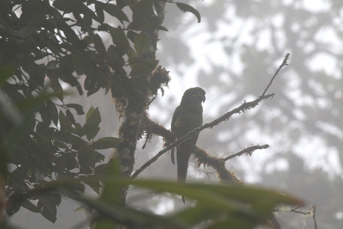 Golden-plumed Parakeet - ML616858161