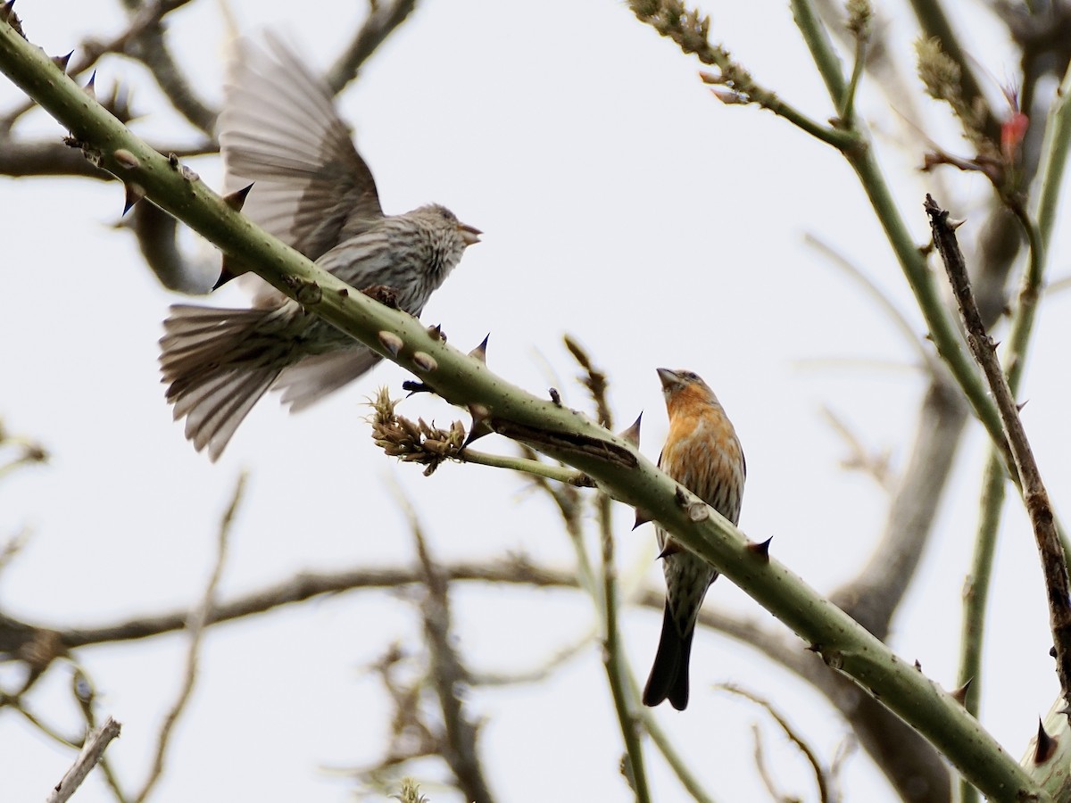 House Finch - ML616858171