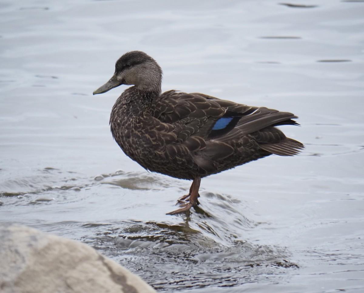 American Black Duck - ML616858176