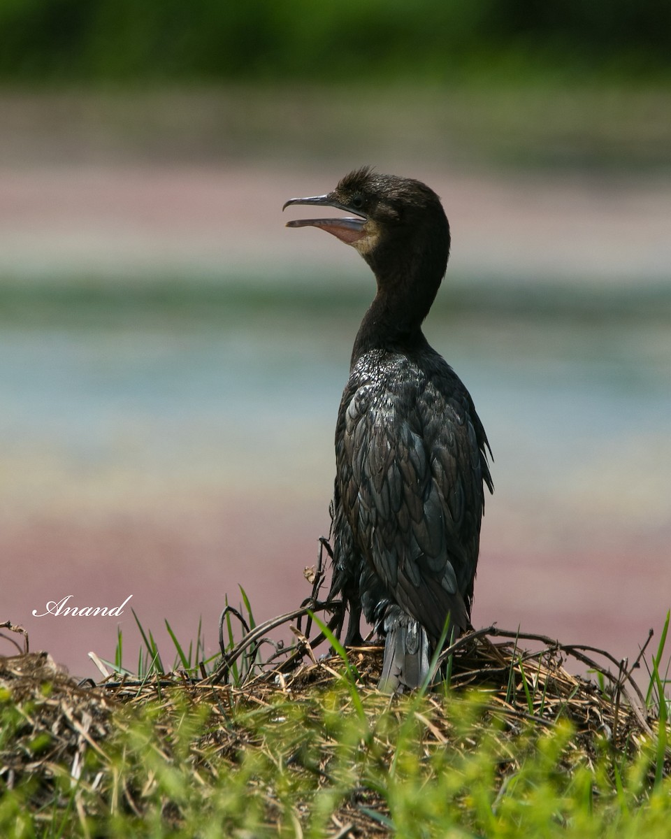 Little Cormorant - ML616858203