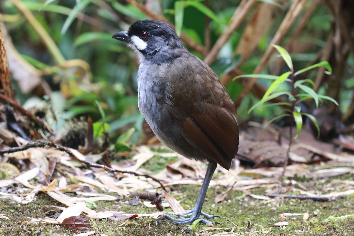 Jocotoco Antpitta - Neil Osborne