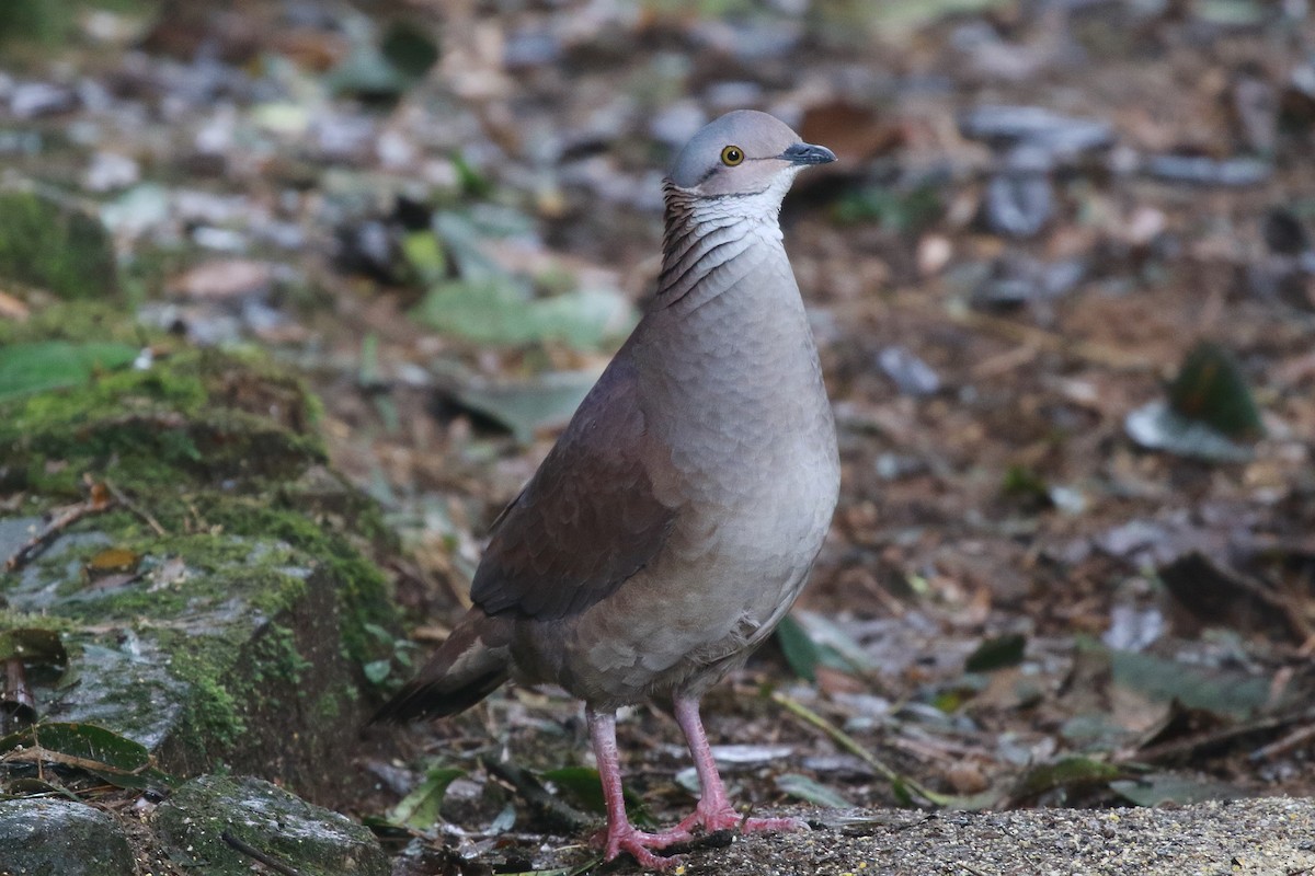 White-throated Quail-Dove - Neil Osborne