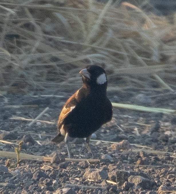 Chestnut-backed Sparrow-Lark - Sam Zuckerman