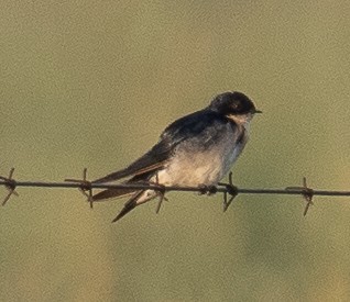 Golondrina Perlada - ML616858264