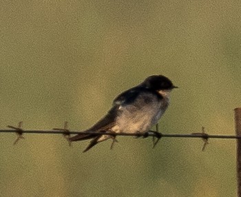 Golondrina Perlada - ML616858268