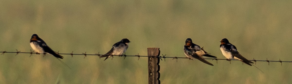 Pearl-breasted Swallow - Sam Zuckerman