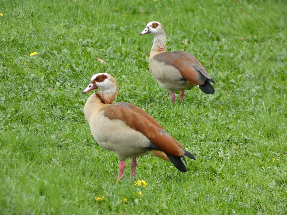 Egyptian Goose - ML616858282