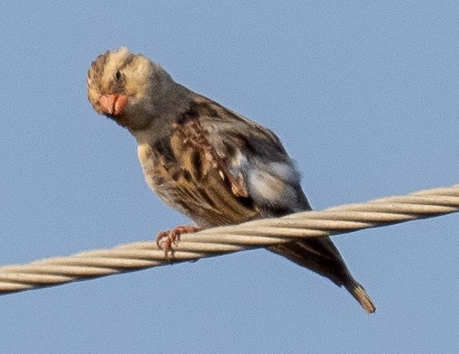 Shaft-tailed Whydah - Sam Zuckerman