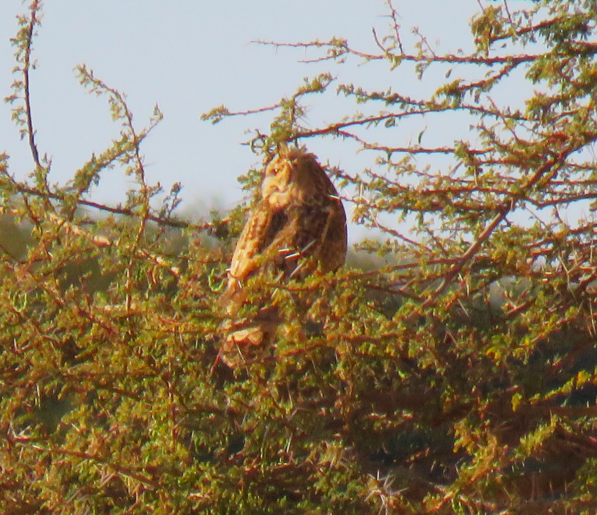 Pharaoh Eagle-Owl - ML616858384