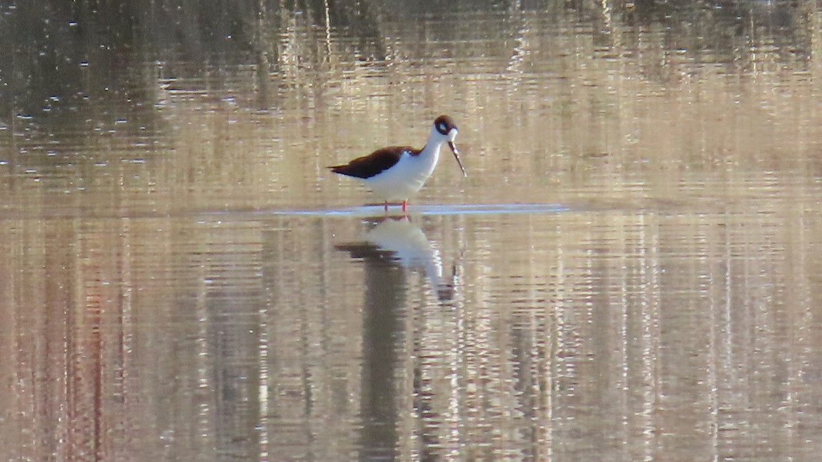 Black-necked Stilt - ML616858385