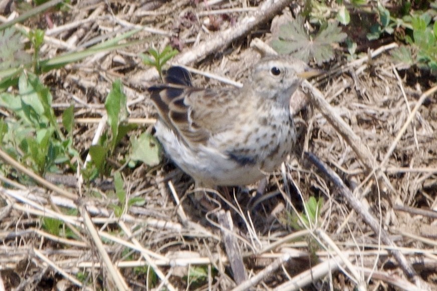 Water Pipit (Blakiston's) - ML616858420