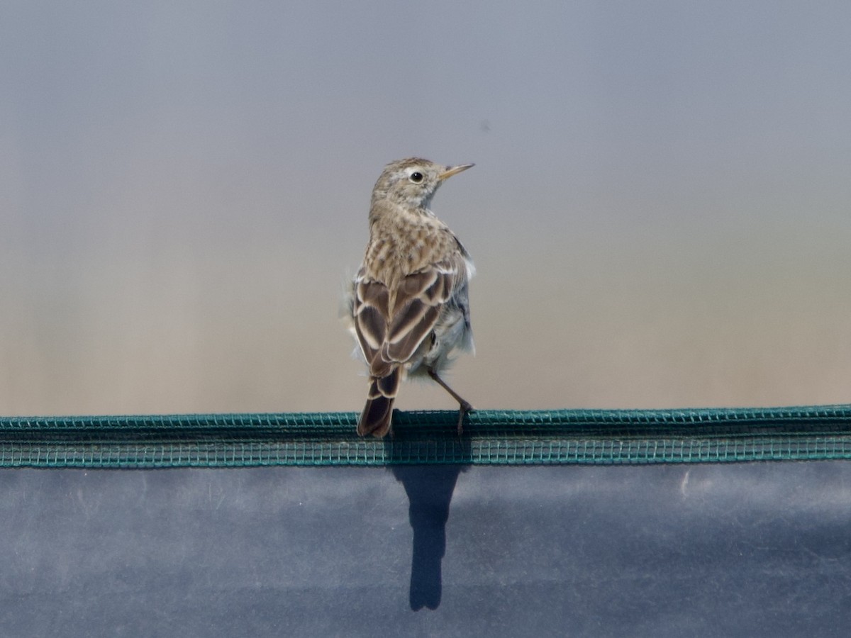 Water Pipit (Blakiston's) - ML616858423